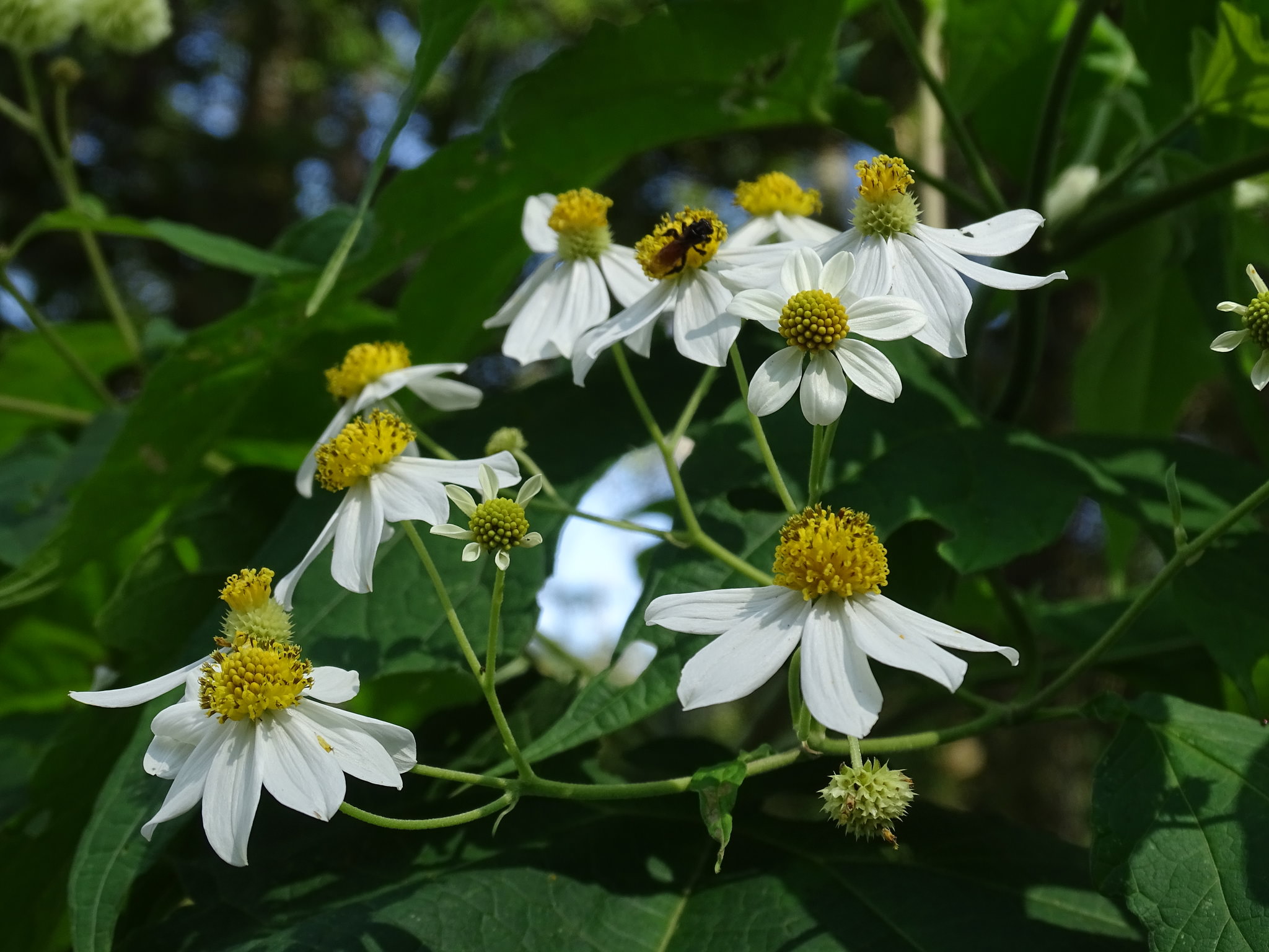 Montanoa hibiscifolia